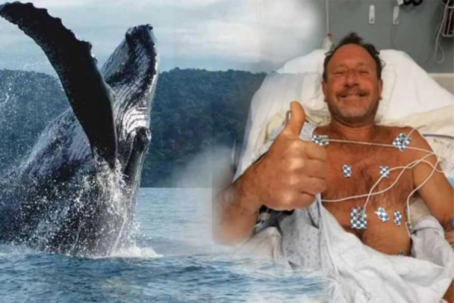 Increíble: hombre fue tragado por una ballena y logró sobrevivir