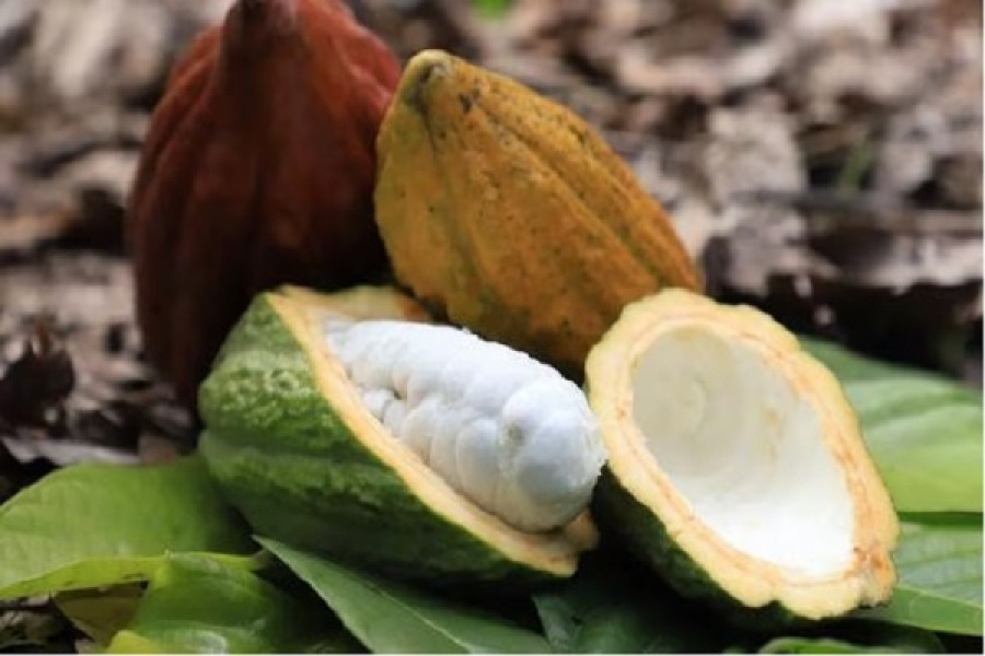 Tres municipios del Huila participarán del concurso Nacional Cacao de Oro