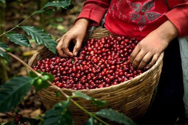 Huila se posiciona como líder en la producción cafetera de Colombia