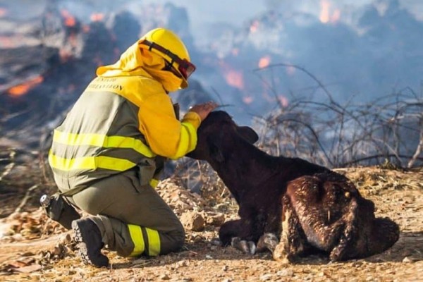Frente a los incendios forestales, defensor del Pueblo promueve el cuidado de animales